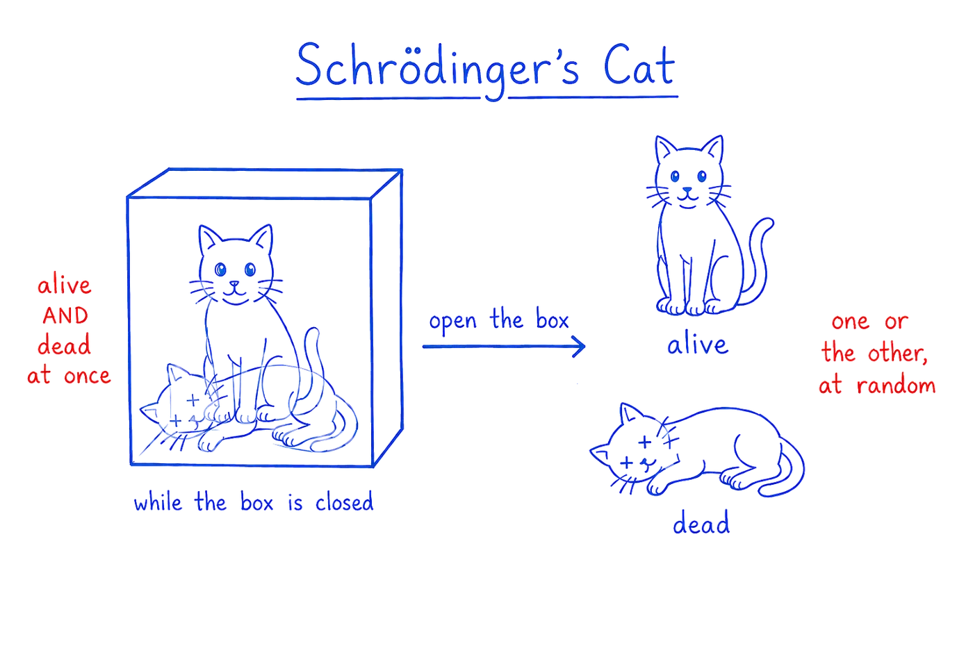Schrodinger's cat as a picture of superposition. While the box is closed the cat is drawn both alive and dead at once; opening the box, a measurement, gives just one outcome, alive or dead, at random.